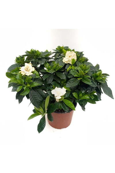 Floraria Tria's Gardenia la ghiveci