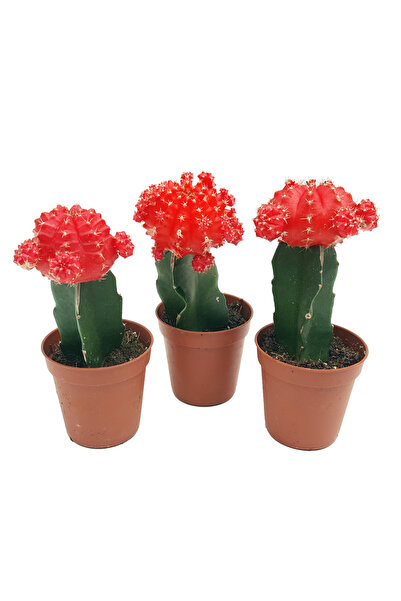 Floraria Tria's Cactus altoit