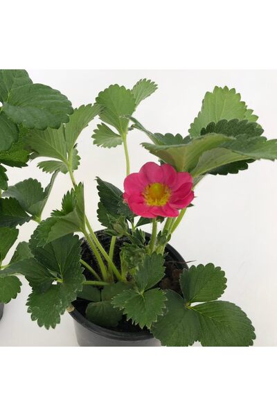 Floraria Tria's Fragaria - Capsuni fructiferi Grecia