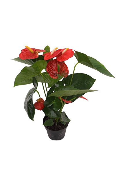 Floraria Tria's Anthurium mediu - Floarea Flamingo