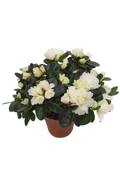 Floraria Tria's Rhododendron Azalee standard
