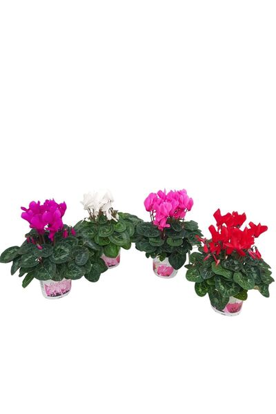 Floraria Tria's Cyclamen mare