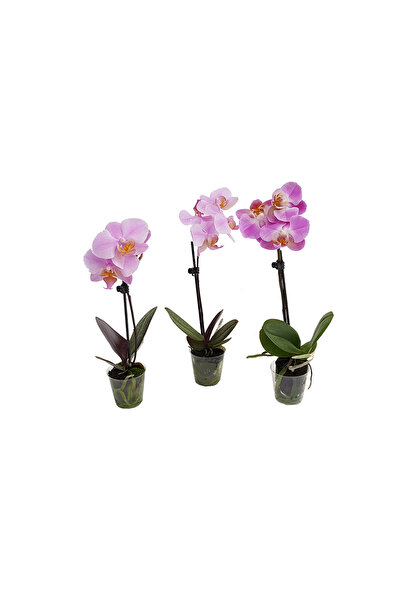 Floraria Tria's Phalaenopsis - Orhidee micro