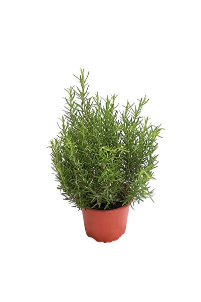 Floraria Tria's Rosmarin Grecia