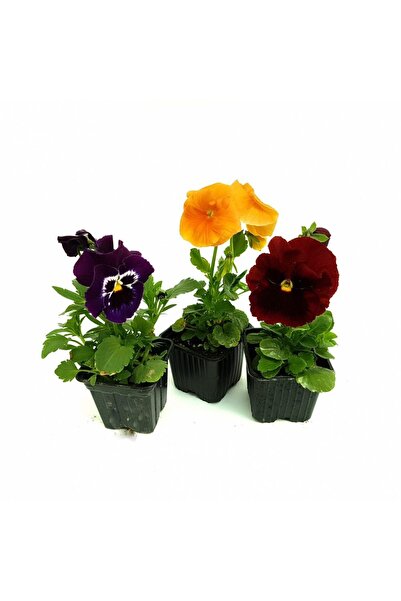 Floraria Tria's Rasaduri - Panselute