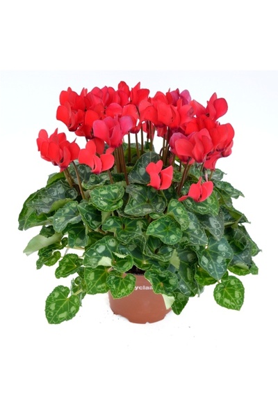 Floraria Tria's Cyclamen extra D12