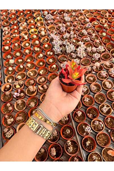 FİDEİSTE Kırmızı Crassula Capitella Campfire ( Kamp Ateşi) Sukulent 5,5 cm saksı