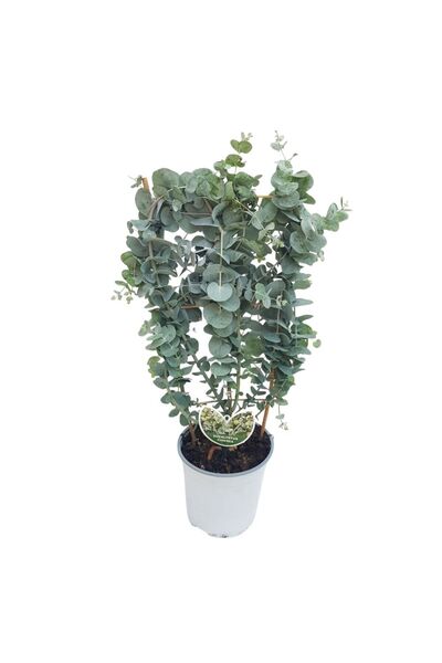 Floraria Tria's Eucalyptus Cinerea pe scarita - Eucalipt