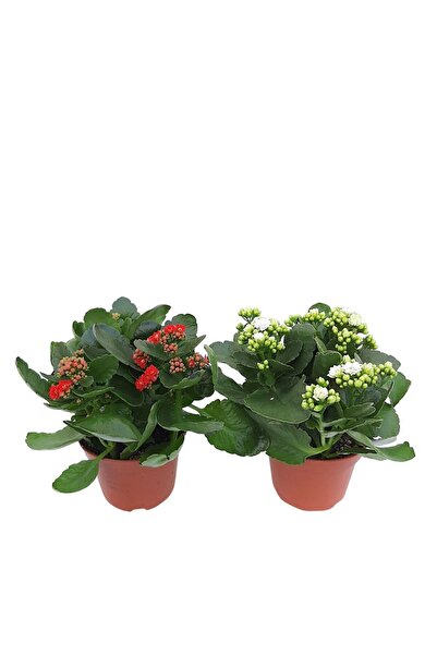 Floraria Tria's Kalanchoe