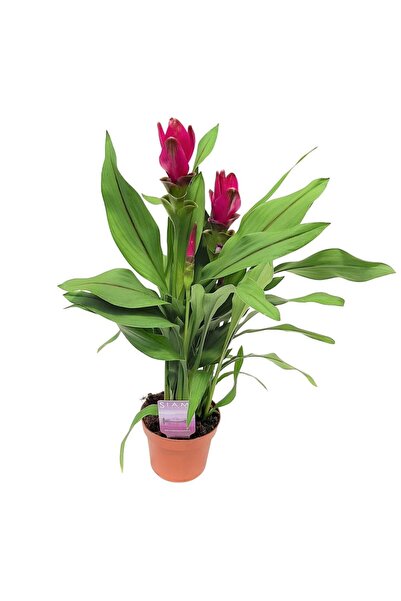 Floraria Tria's Curcuma - laleaua thailandeza mica