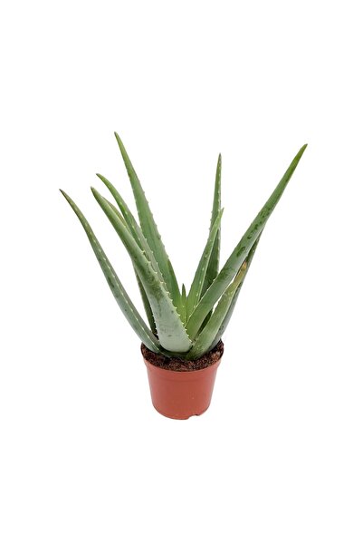 Floraria Tria's Aloe vera D 14