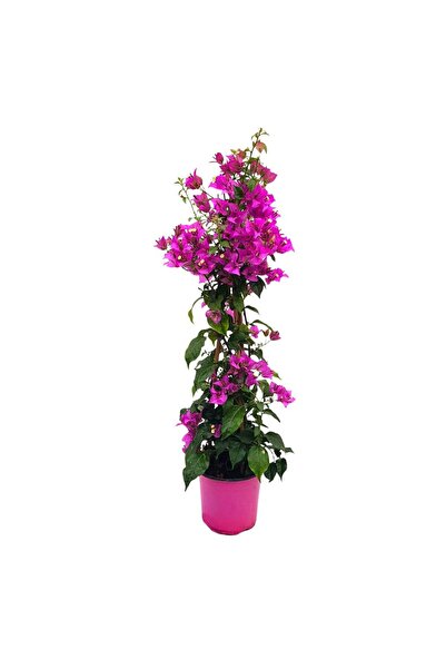 Floraria Tria's Bougainvillea Grecia D17 Floarea de hartie