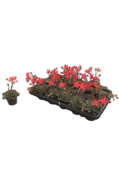 Floraria Tria's Echeveria Graptopetalum Bellum cu floare