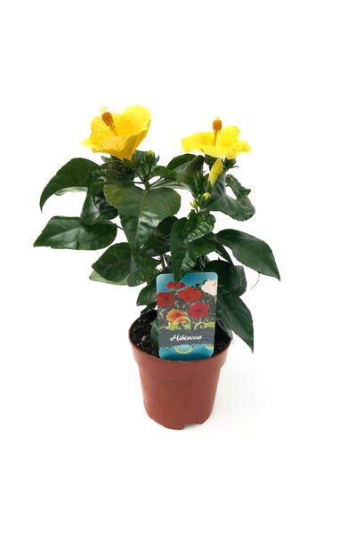 Floraria Tria's Hibiscus extra