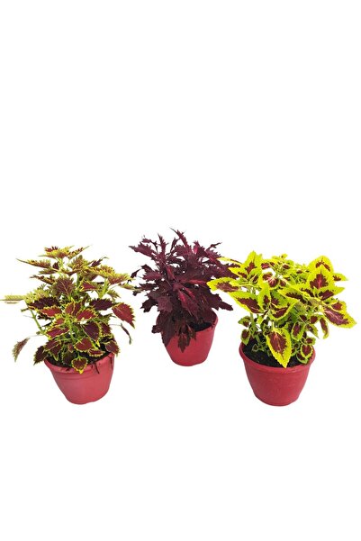 Floraria Tria's Coleus - Urzicuta Bol
