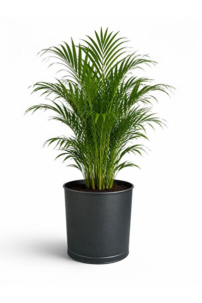 NATURELMETAL GALVANİZ METAL SAKSI İÇ VE DIŞ MEKAN BÜYÜK BOY ---40 CM ÇAP, 35 ...