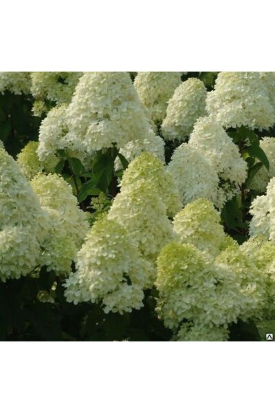 Hobiflora Ağaç Ortanca Fidanı Hydrangea Paniculata " Limelight "
