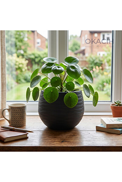 okacih Yuvarlak Saksı Modern Çizgili Dekoratif Çiçek Saksısı