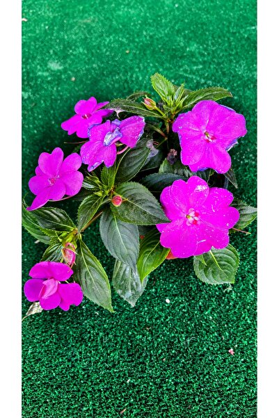 GARDENLİFEBOTANİK Cam güzeli çiçeği
