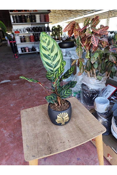 Yades Canlı Dua Çiçeği Calathea Makoyana Dekoratif Tasarım Antrasit Gold Saks...