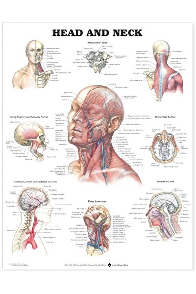 Gardners Books مخطط تشريحي للرأس والرقبة