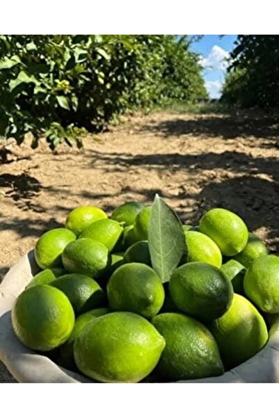 Granbusa Yeşil Limon (Lime) 500gr (İlaçsız Üretim)