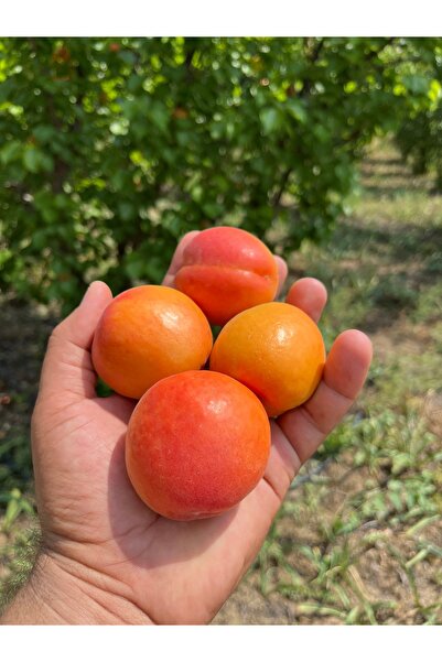 mut incisi zeytin & zeytinyağı Mut Kayısısı : Net 10 Kg