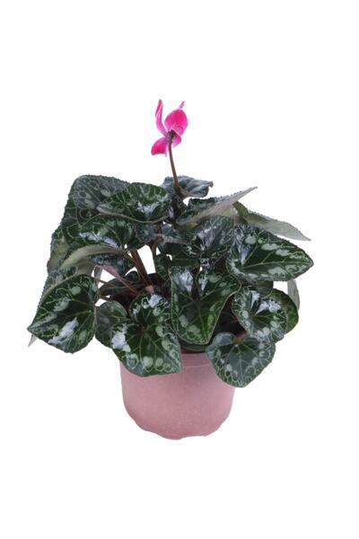 HOBİ VE BAHÇE Cyclamen Persicum Saksı'da Pembe Renk Iran Siklameni