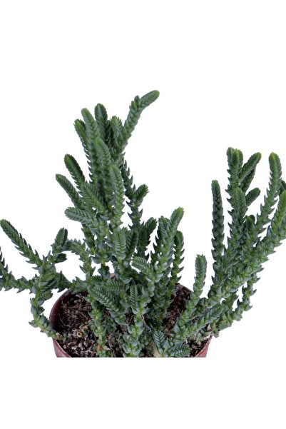 HOBİ VE BAHÇE Prenses Çamı - Crassula Muscosa Sukulent - 5,5 Cm Saksı'da