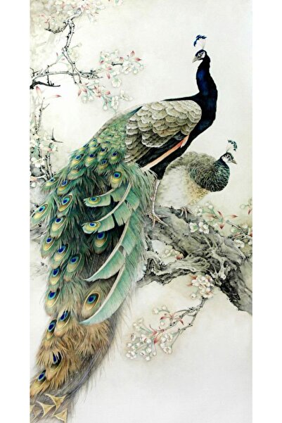 Rölyef Sanat Evi Kâğıt Rölyef Poster - Tavuskuşu Resimleri - 35x50 ( 10 Adet )