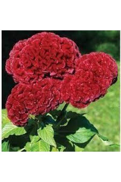 Köy Tohumları 20 Adet Horoz Ibiği Çiçeği Tohumu