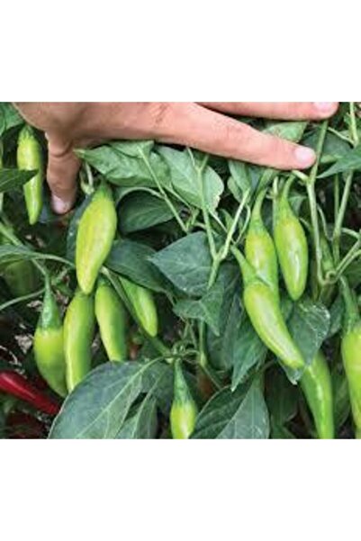 Köy Tohumları 20 Adet Tohum Balık Biberi Tohumu Acı Balık Biberi Tohumu Acı B...