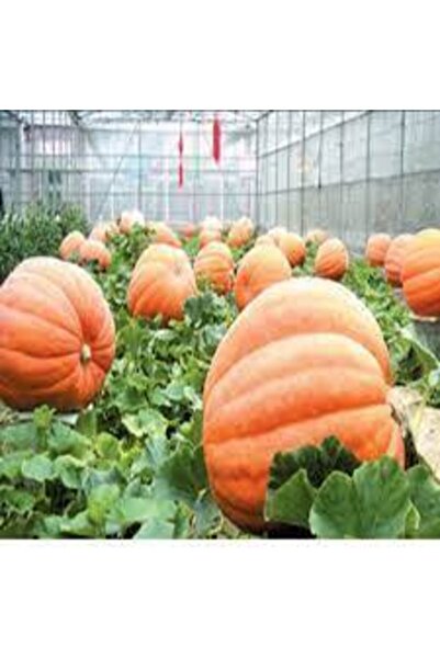 Köy Tohumları 10 Adet Tohum Dev Kabak Tohumu Büyük Antik Giant Kabak Tohum Sü...