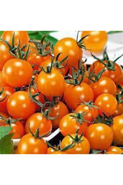 Köy Tohumları 20 Adet Tohum Tropikal Nadir Turuncu Çeri Cherry Domates Tohumu...