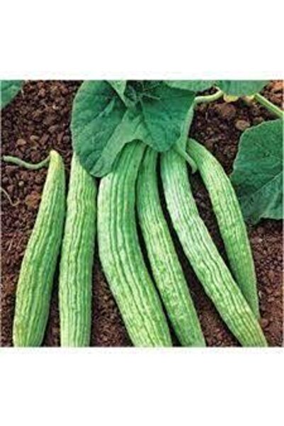 Köy Tohumları 40 Adet Organik Acur Bol Verimli Turşuluk Acur Salatalık Sürpriz Hediye Sebze Tohumu
