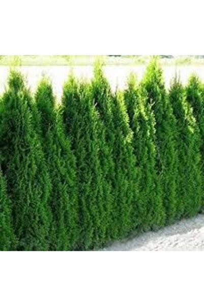 Köy Tohumları 25 Adet Tohum Çit Mazı Tohumu Çit Mazısı Tohumu Mazı Fidan Tohu...