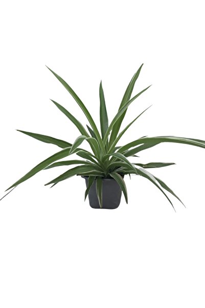 Bitkiden Kurdele Çiçeği