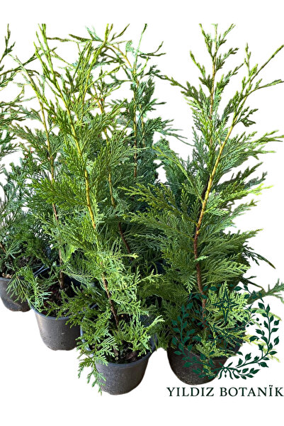 YILDIZ BOTANİK Leylandi Çam Ağacı Fidanı Çit Bitkisi 50-60 CM 10 ADET