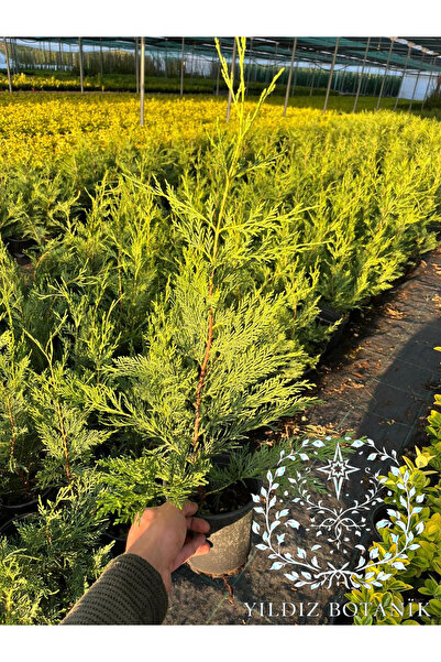 YILDIZ BOTANİK Leylandi Çam Ağacı Fidanı Çit Bitkisi 50-60 CM 10 ADET