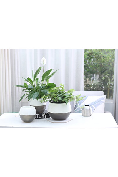 Saksıdan Sofraya Kendini Sulayan Akıllı Küre Saksı (Büyük Boy)