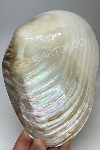 gemsartdeco BÜYÜK CABEBE KABUK 20 CM