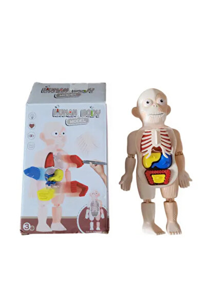 baby treasure هيكل تشريح لجسم الإنسان