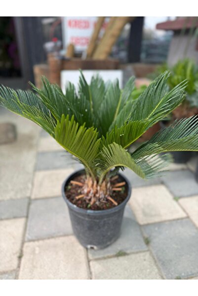Çiçek Sikas Japon Palmiyesi ( Cycas Revoluta)