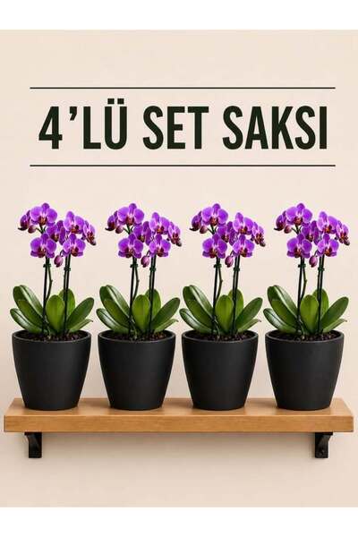 NEXVORİA 4 Lü Siyah Renk Orkide Saksısı