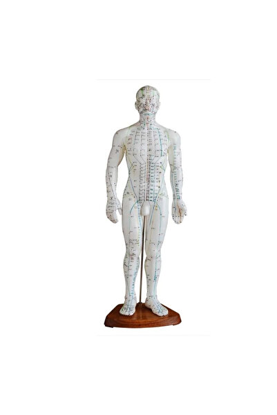 EgeAnatomi Maketleri Akupunktur Modeli, Erkek - 50 Cm