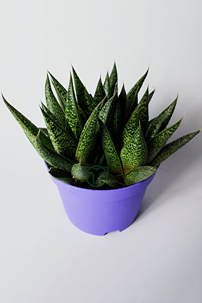 Toptan Kaktüs Gasteria Sukulent – 3 Kök Canlı Dekoratif Ev Bitkisi – Kolay Bakı