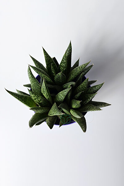 Toptan Kaktüs Gasteria Sukulent – 3 Kök Canlı Dekoratif Ev Bitkisi – Kolay Bakı