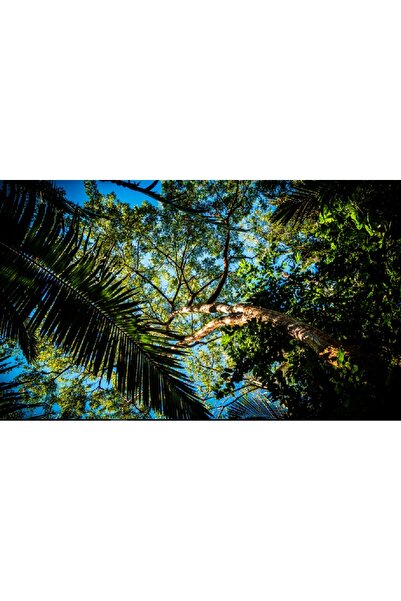 media Πίνακας σε καμβά: Ουρανός από τα κλαδιά, 45 x 30 εκ.