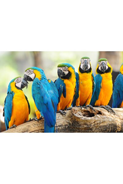 media Πίνακας σε καμβά Πουλιά5, 90 x 60 εκ.