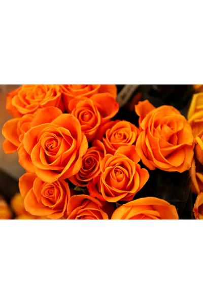 media Πίνακας σε καμβά με πορτοκαλί τριαντάφυλλα, 75 x 50 εκ.